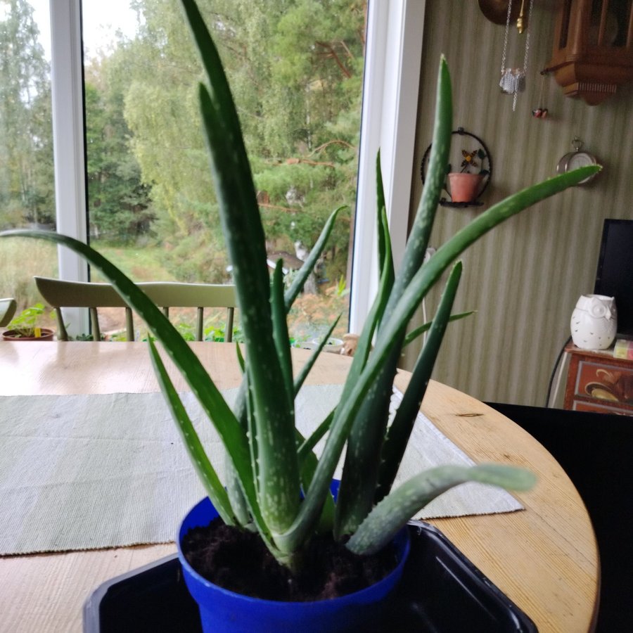 Aloe Vera