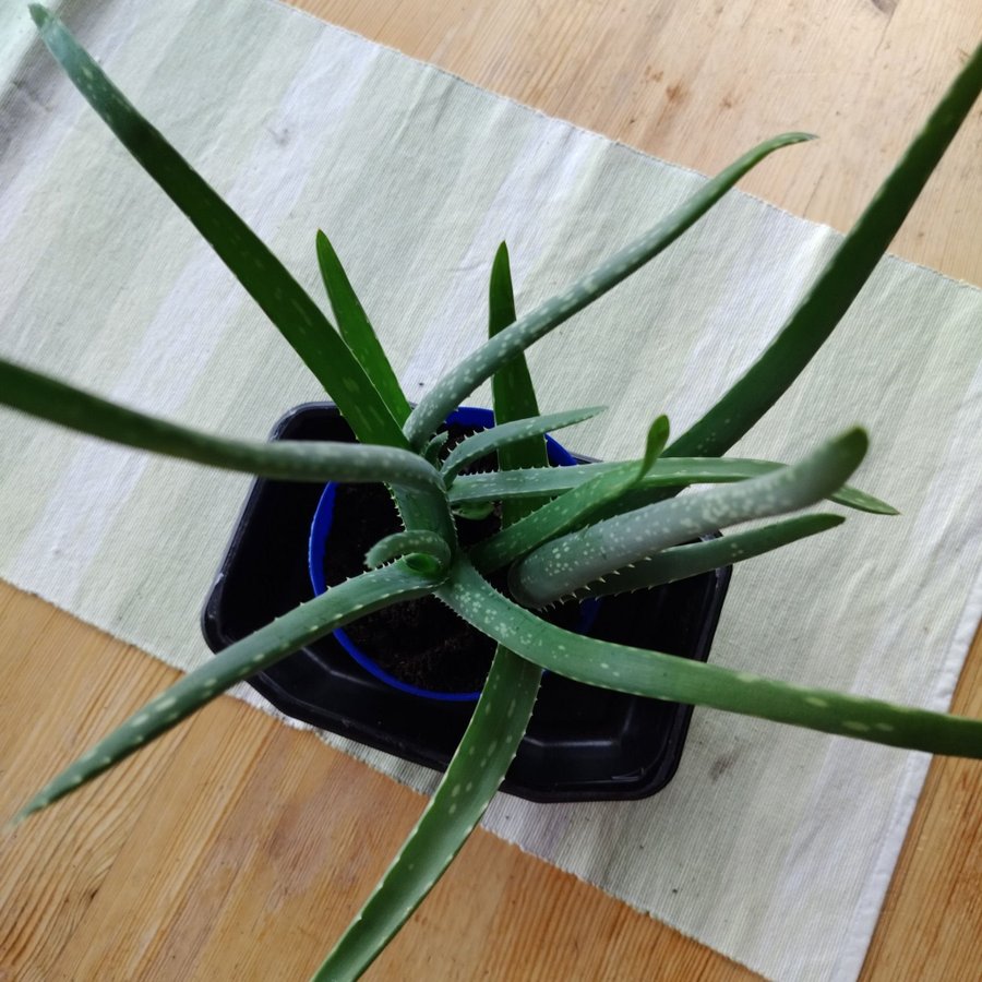 Aloe Vera