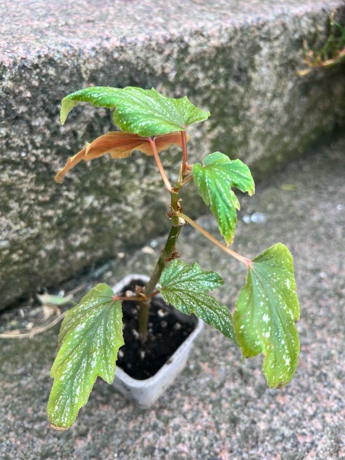 Begonia Acontifolia