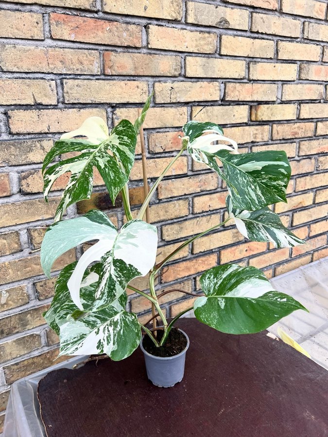 Monstera Albo