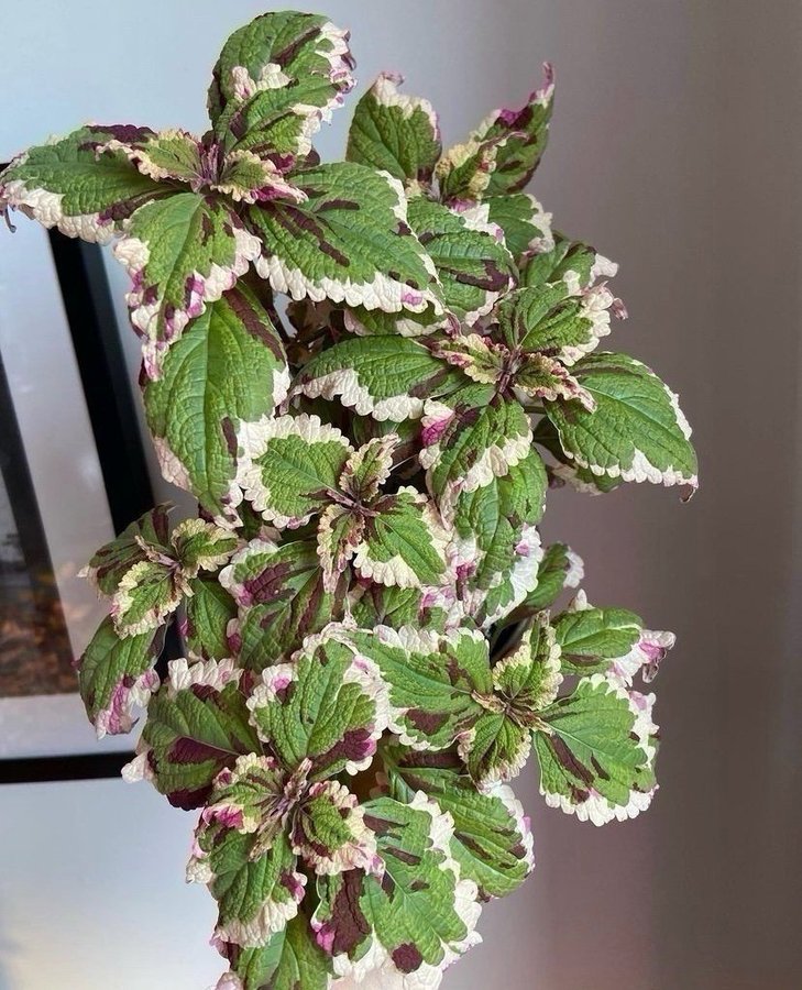 Palettblad/Coleus ANNA rotad