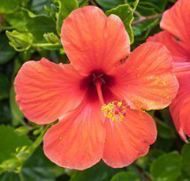 5 st fröer från Hibiscus Canary Orange