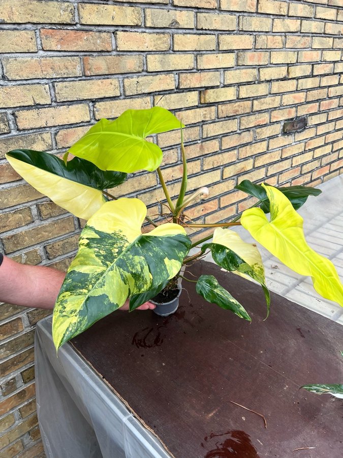 Philodendron Domesticum Variegata