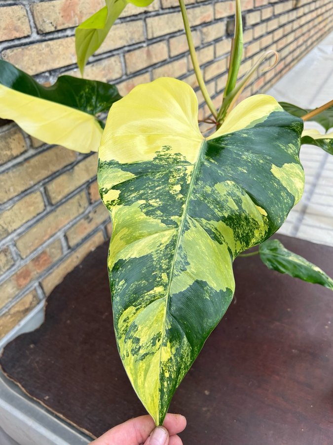 Philodendron Domesticum Variegata