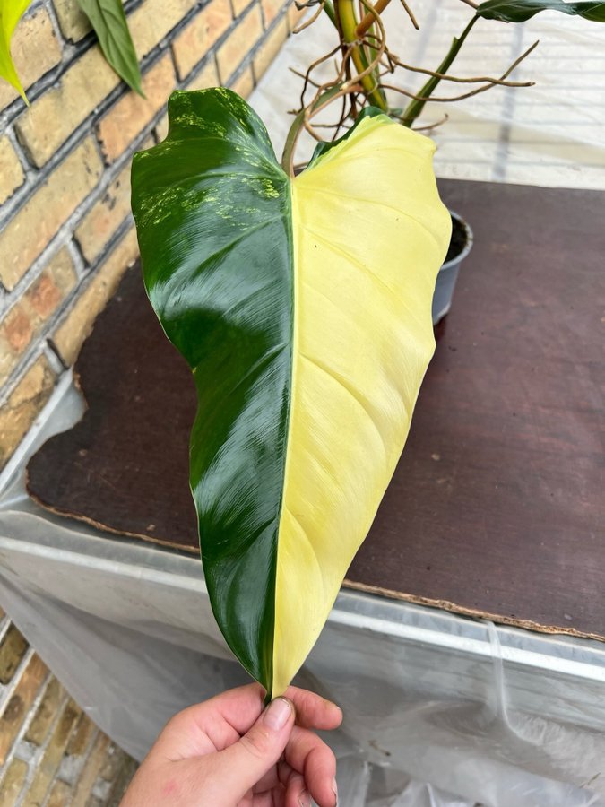 Philodendron Domesticum Variegata