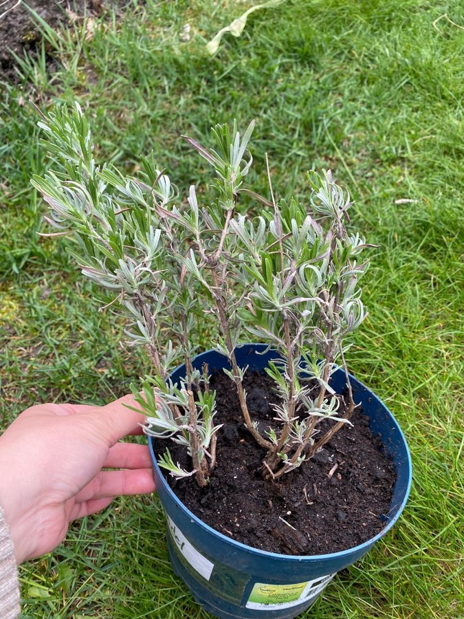 Sällsynta Lavandula angustifolia Rosea Rosa lavendel pink planta