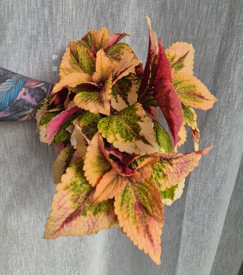 Palettblad/coleus, HELMI stickling