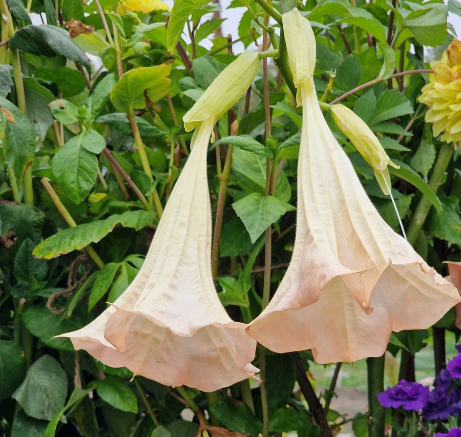 Änglatrumpet Brugmansia suaveolens Frökorsning