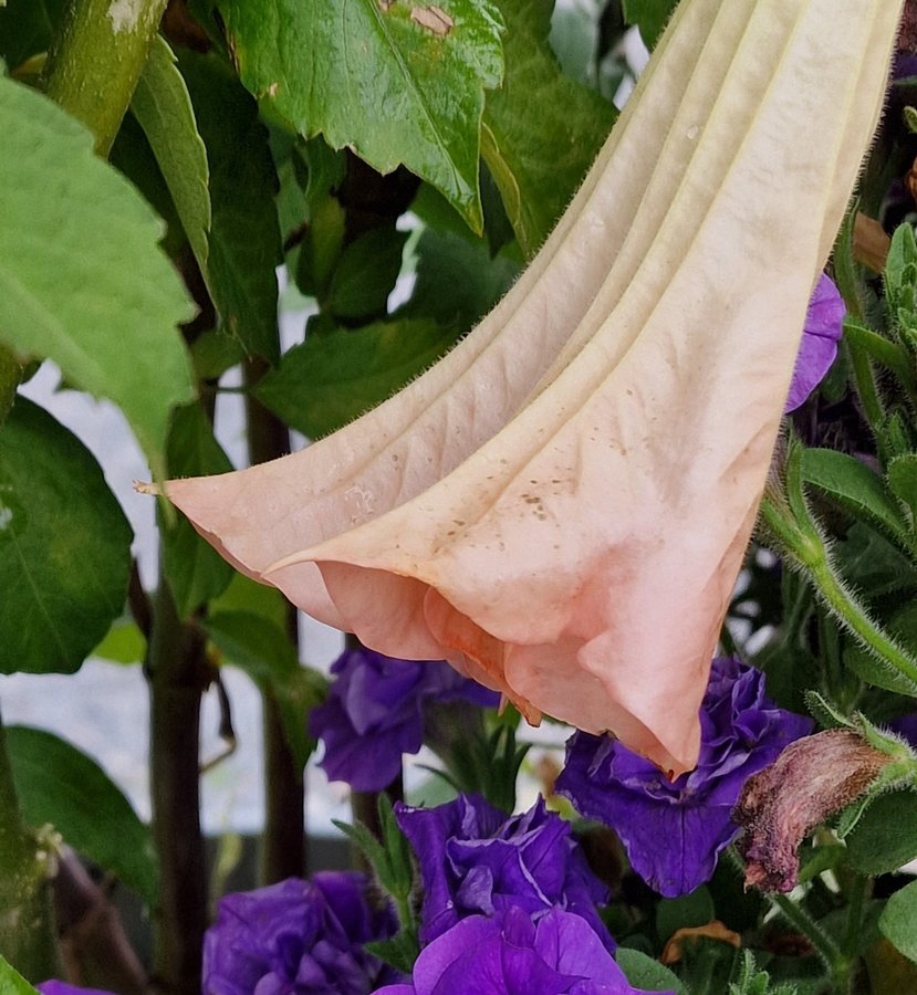 Änglatrumpet Brugmansia suaveolens Frökorsning