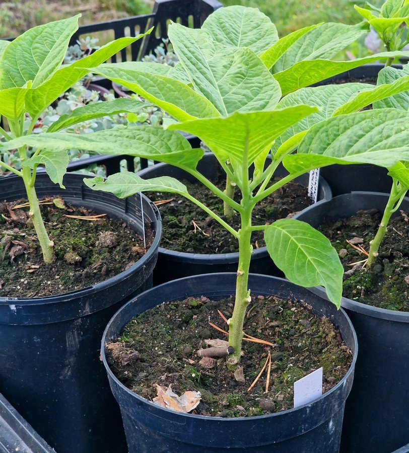 Änglatrumpet Brugmansia suaveolens Frökorsning