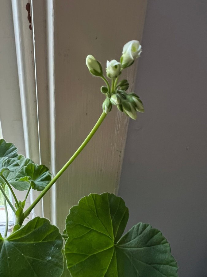 Stickling Vit Mårbacka Zonal Pelargon