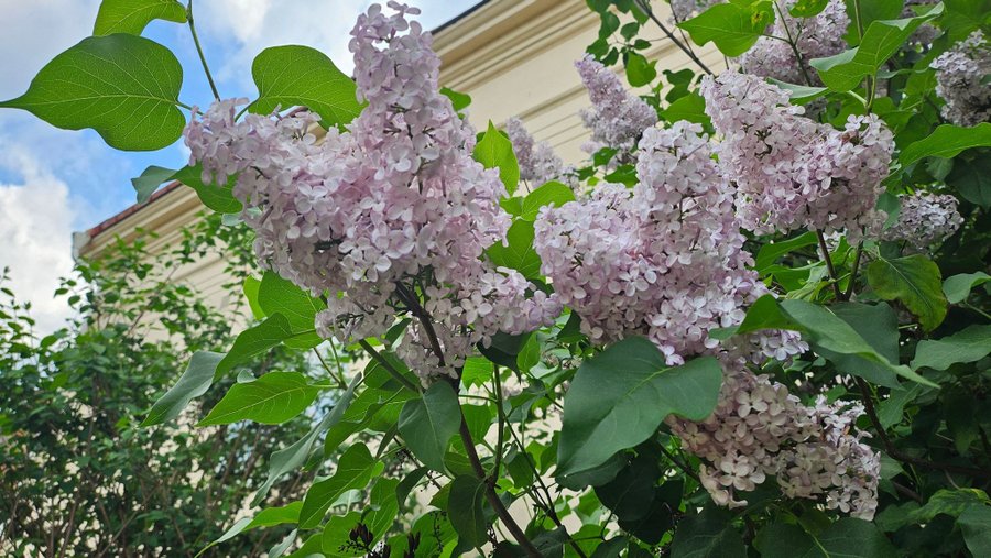 Ljusrosa gammaldags syren fröer