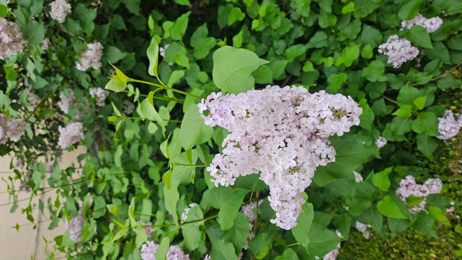 Ljusrosa gammaldags syren fröer