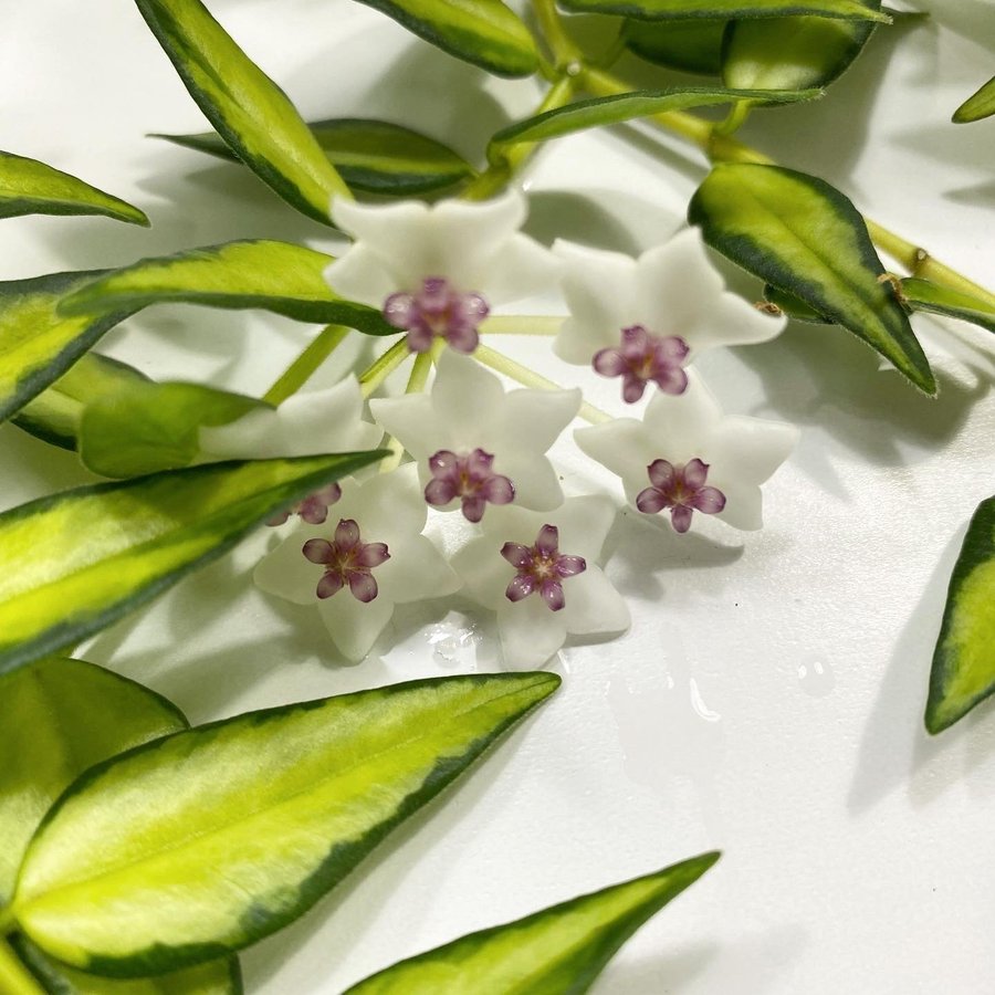 Hoya Bella Lida Buis / Luis Bois 2 sticklingar inner variegata #1