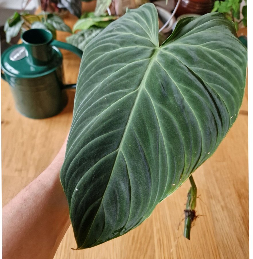 Philodendron splendid, rotad med växtpunkt #2