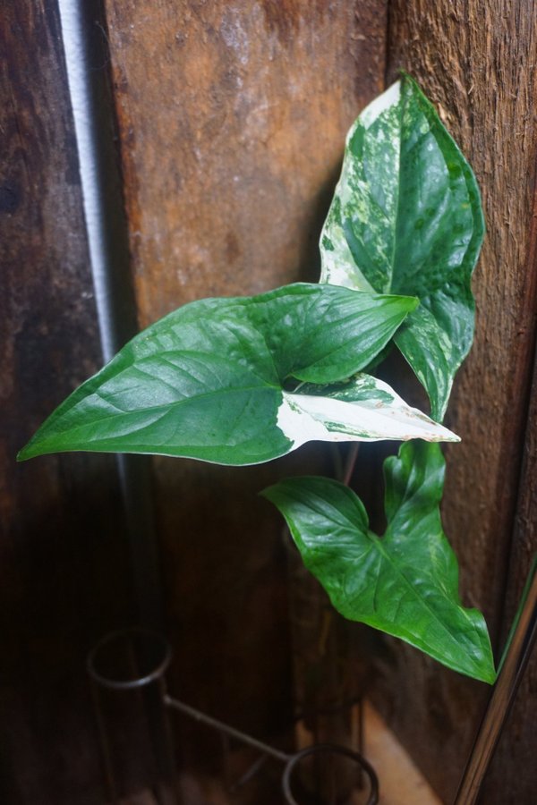 Syngonium podophyllum albo variegata