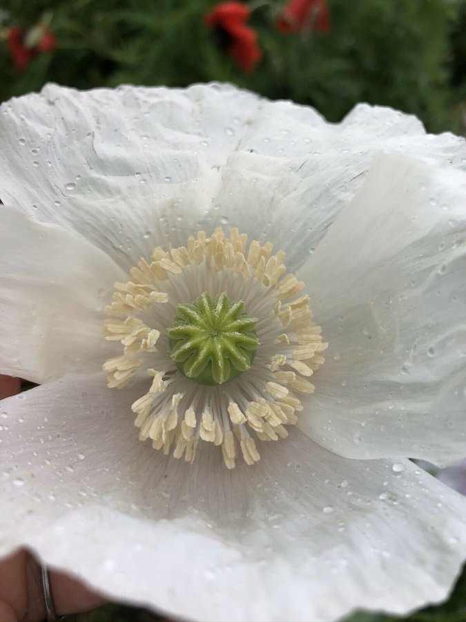 Panjshir Poppy 50 frön Från Afghanistan Högalkaloid