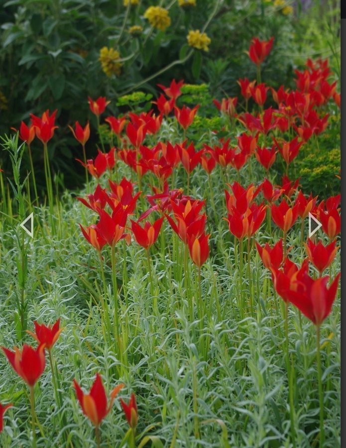 Tulipa Sprengeri, Sommartulpan. 25st frön.