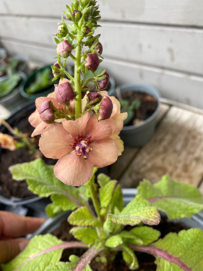 Kungsljus Southern charm Verbascum aprikos apricot fleråriga växt perenn planta