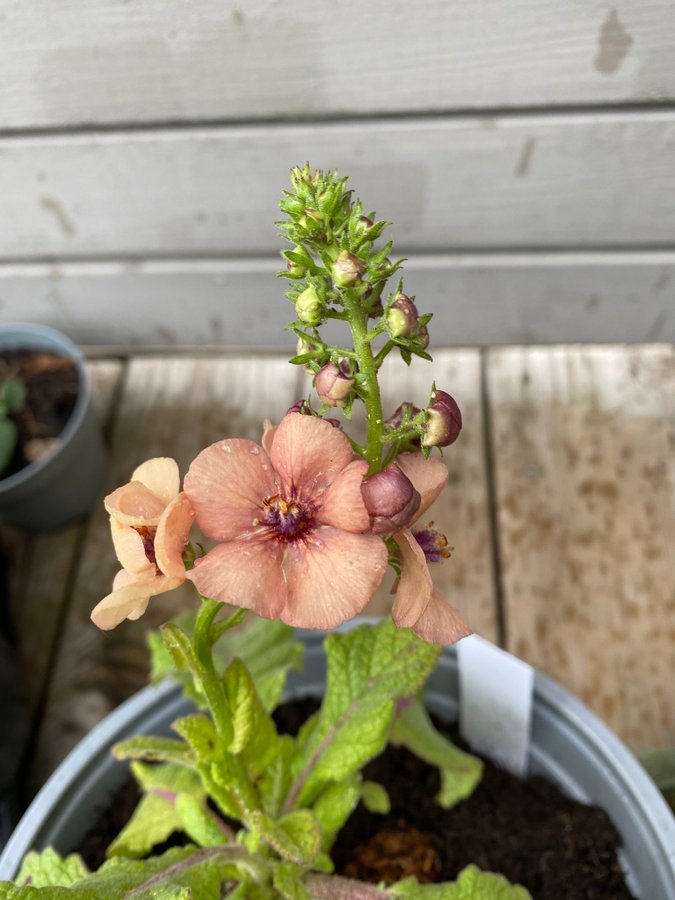 Kungsljus Southern charm Verbascum aprikos apricot fleråriga växt perenn planta