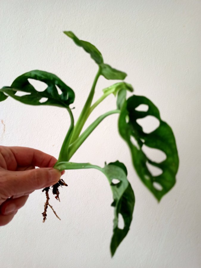 MONSTERA ADANSONI " MONKEY MASK,"- planta