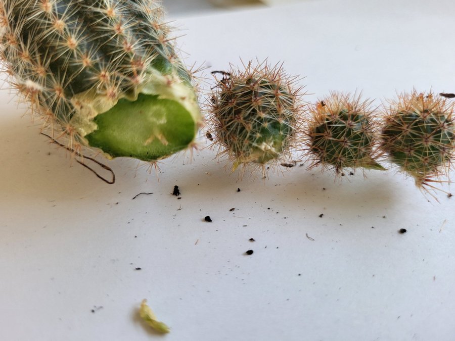 Kaktus Echinocereus sticklingar