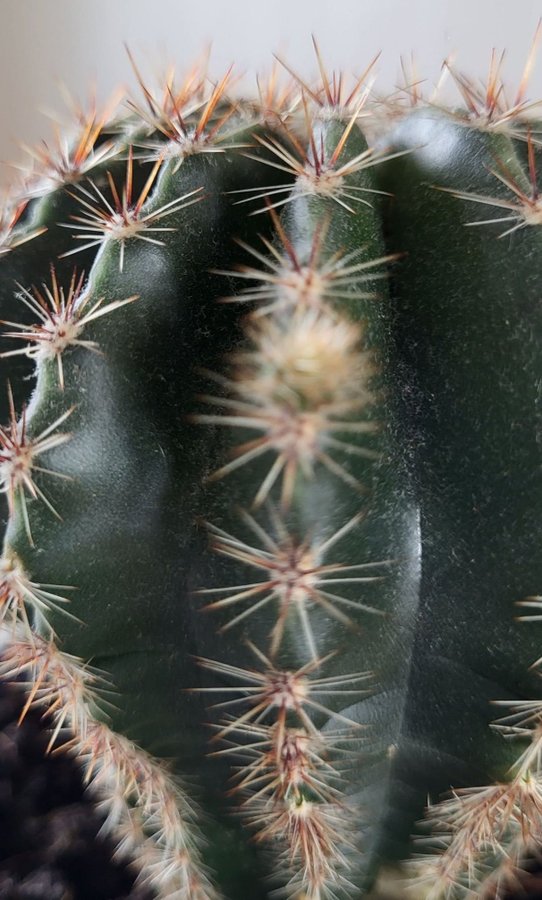 Kaktus Echinocereus sticklingar