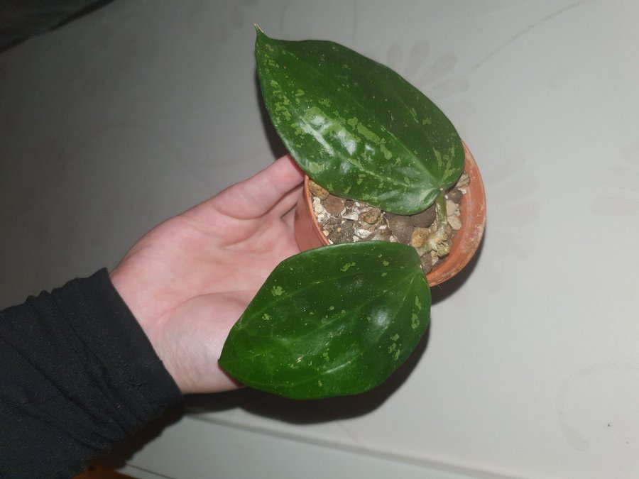 Hoya latifolia "Snow Queen"