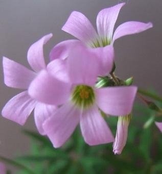 Oxalis stipularis - Lyckoklöver - LÖKAR - OVANLIG!