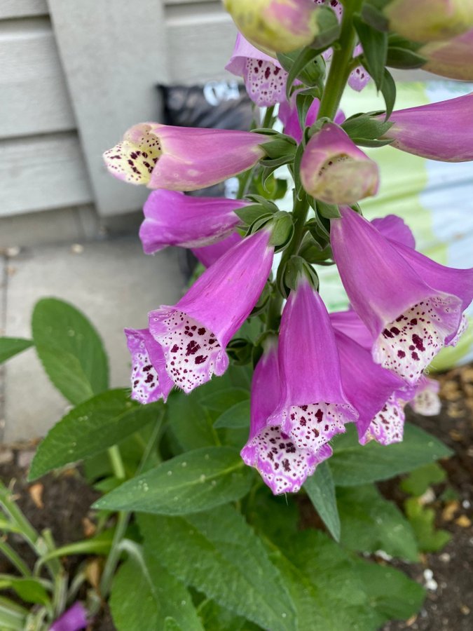 2 st fingerborgsblomma plantor blandade färger