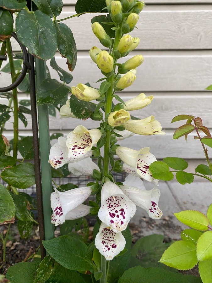 2 st fingerborgsblomma plantor blandade färger