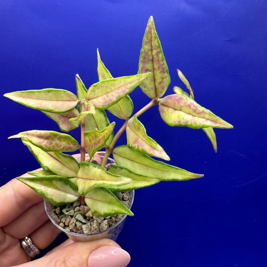 Hoya bella ’Lida Bois’/’Luis Bois' - rotade sticklingar