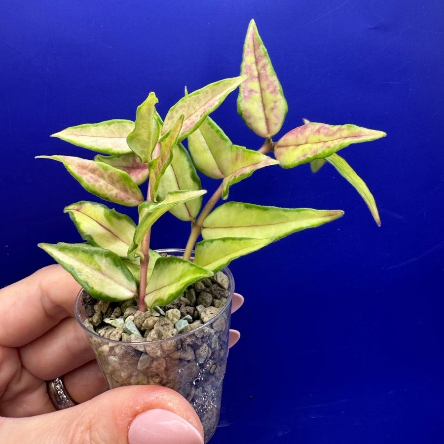 Hoya bella ’Lida Bois’/’Luis Bois' - rotade sticklingar