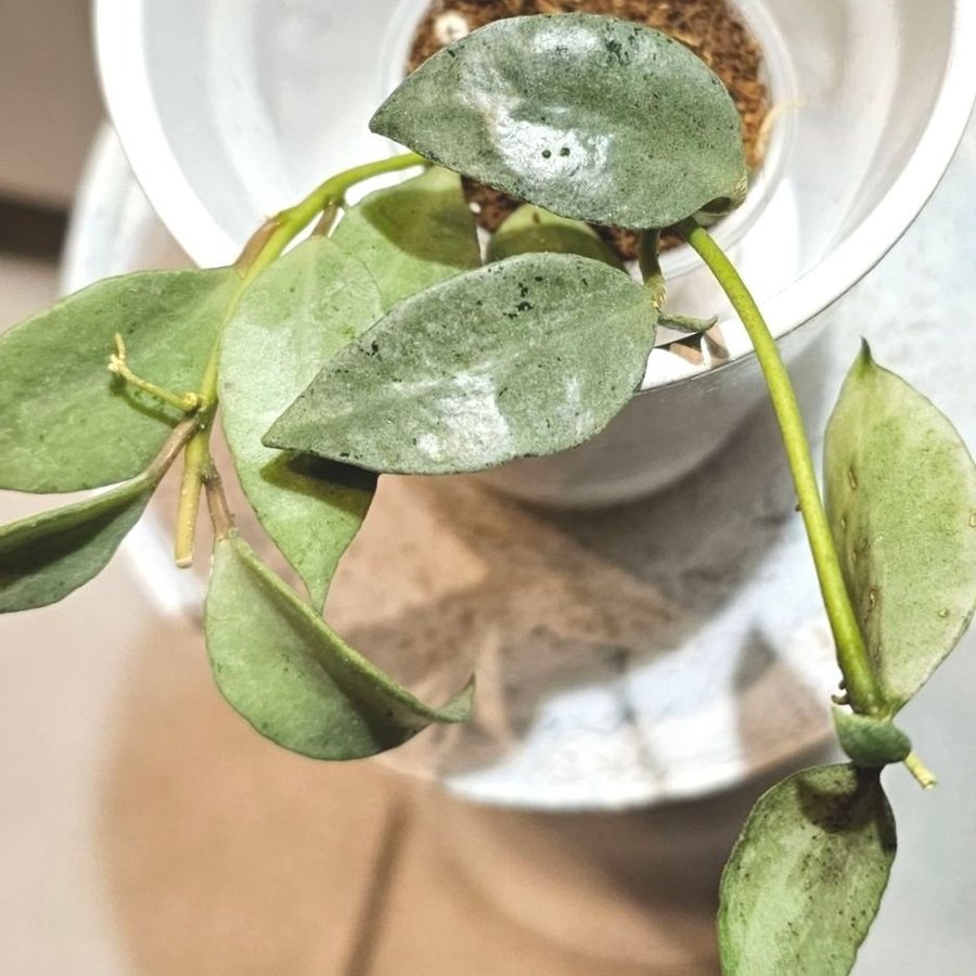 Hoya lacunosa Louisas silver