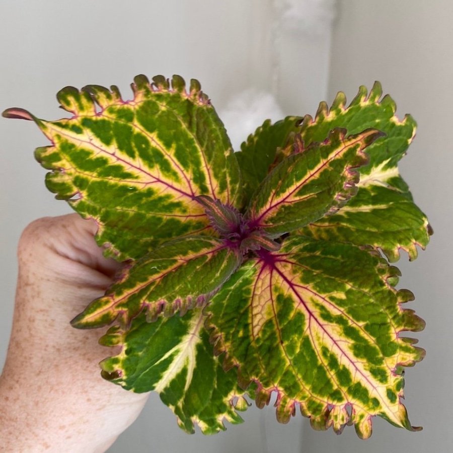 LIME FRILL TRICOLOR *palettblad*coleus*