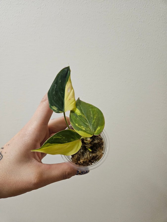 Philodendron Micans Aurea Variegata - half moon