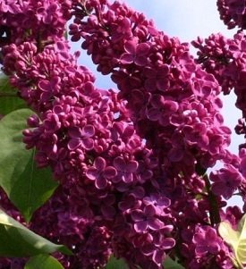 Syringa 'Andenken an Ludwig Späth' - Syren