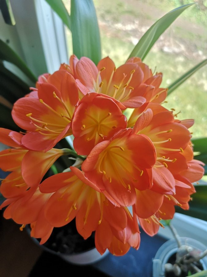 Clivia Miniata. Mönjelilja.