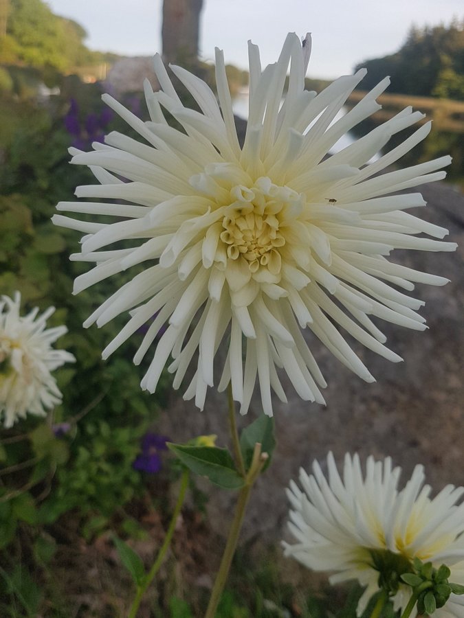 Dahlia Tutu