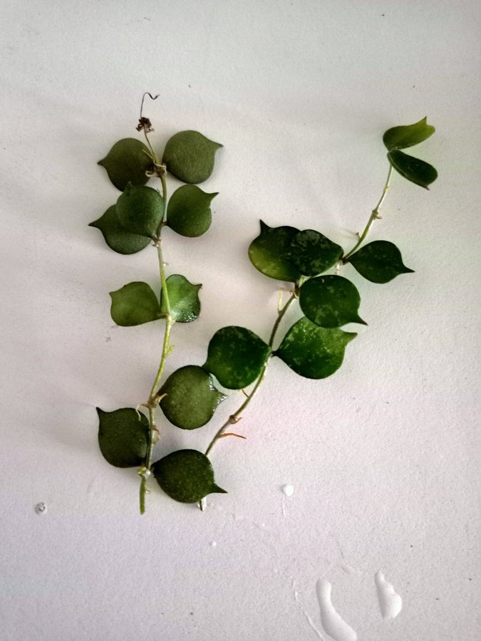 HOYA CURTISII - stickling