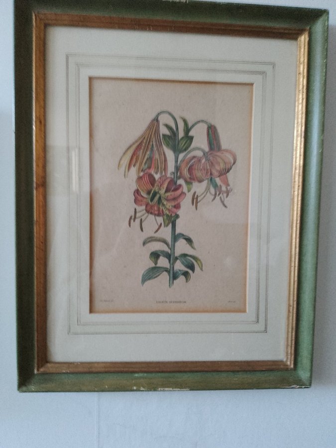 Tavla botaniskt illustration av Antonio Piccioli Italien Lilium Superbum