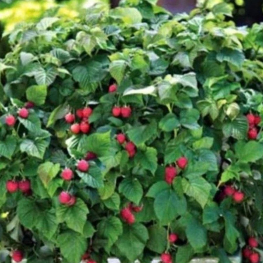 Hallon ’Raspberry Shortcake’ 2 plantor