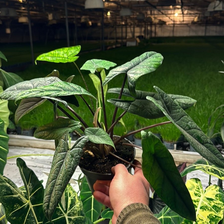 Alocasia scalprum 12 cm