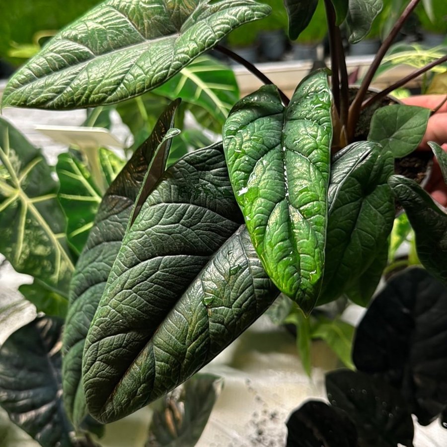 Alocasia scalprum 12 cm