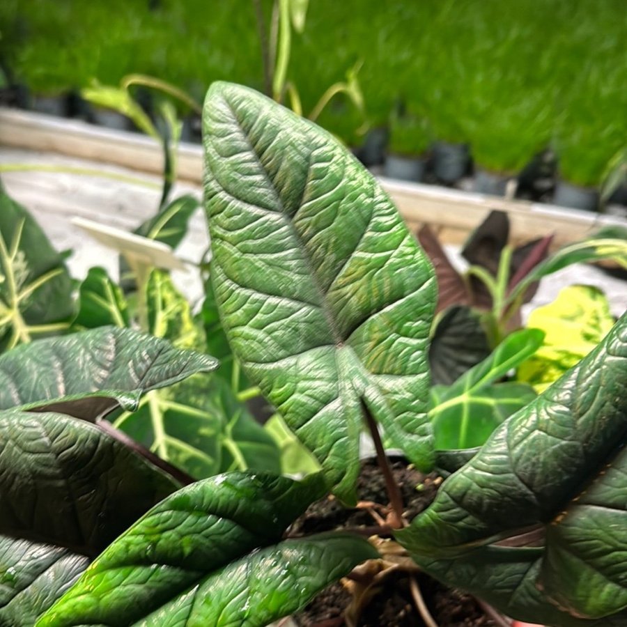 Alocasia scalprum 12 cm