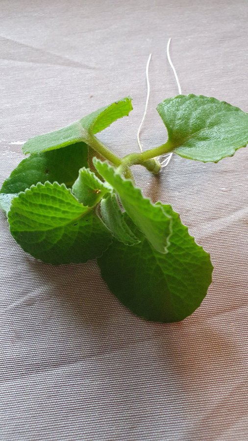 En stickling KRYDDKARLBERGARE Plectranthus ambonicus med rötter