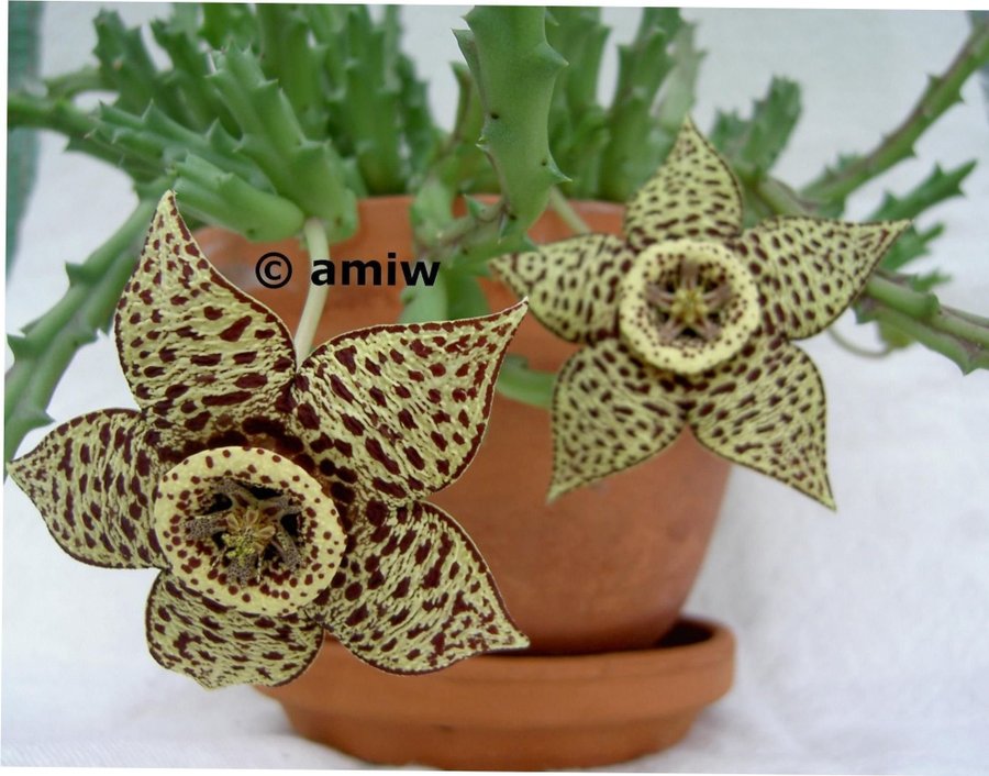 Stapelia variegata