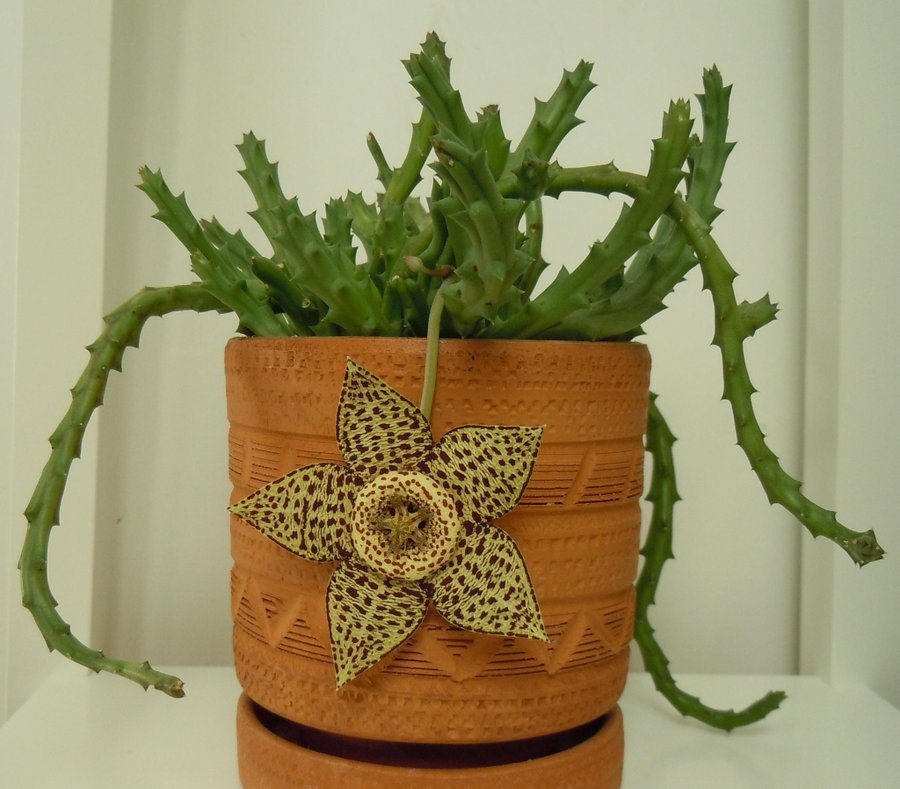 Stapelia variegata