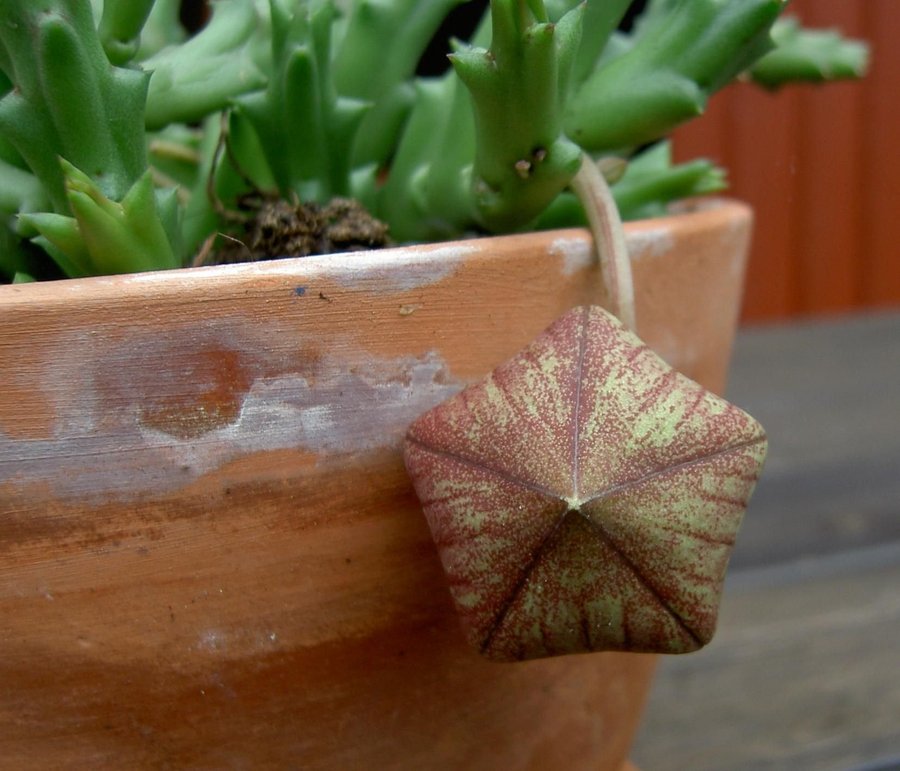 Stapelia variegata