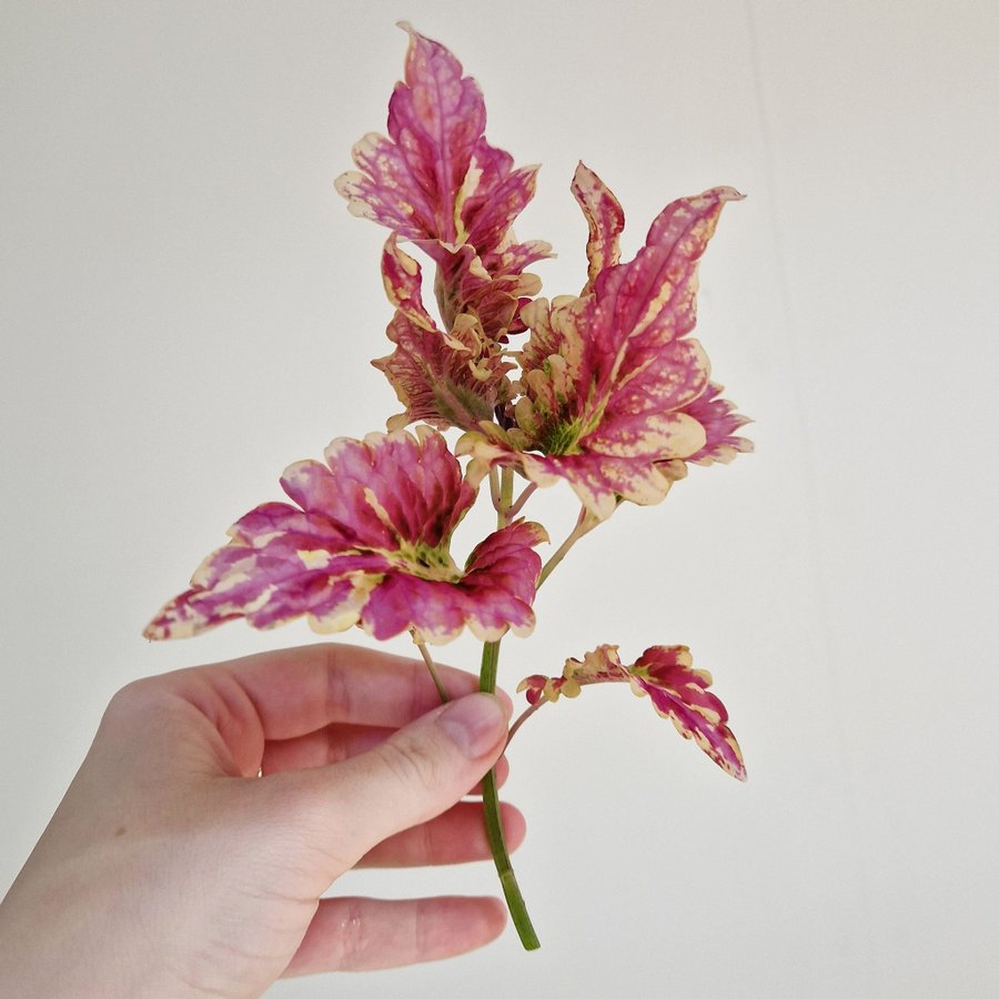 Palettblad/coleus • NN CANDY • stickling #2